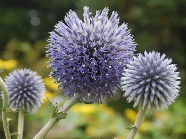 肥後体 ヒゴタイ ポピュラーな花