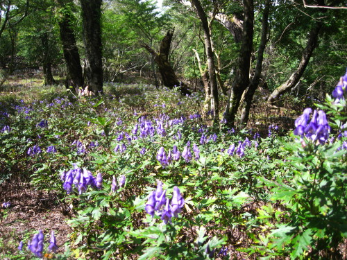 c0179351_1435711.jpg