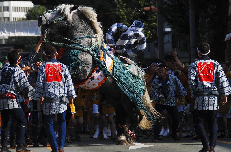 躍動・飾り馬編！_a0057752_811750.jpg