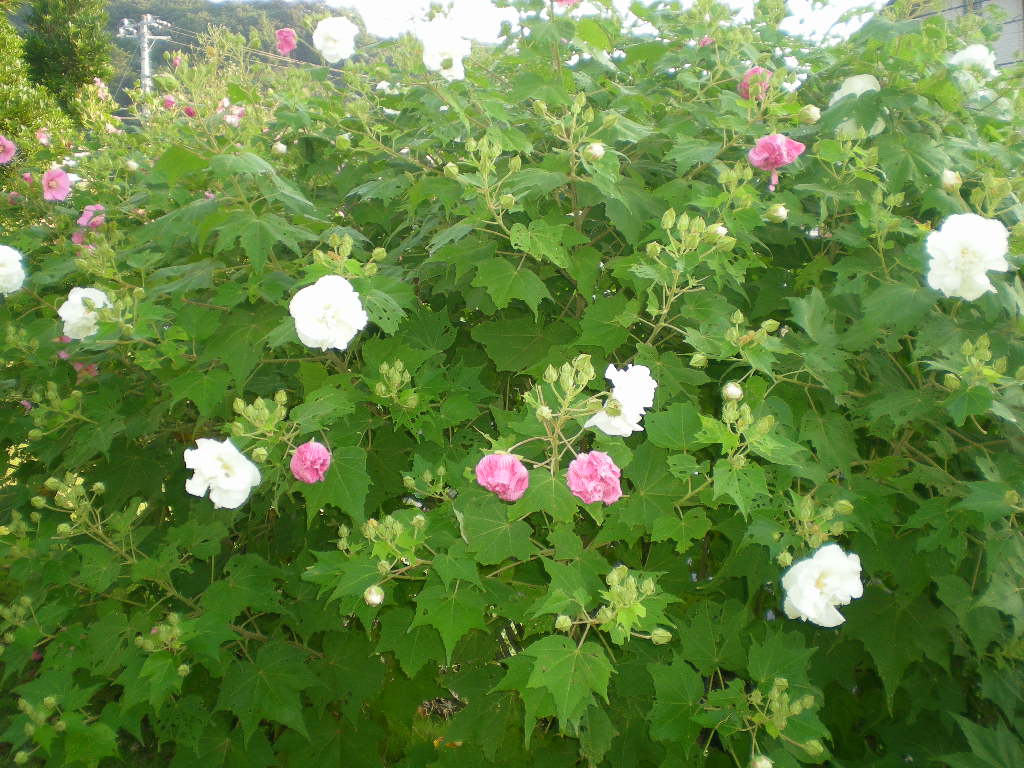 2010年9月21日(火)家事は半々!_f0060461_1056583.jpg