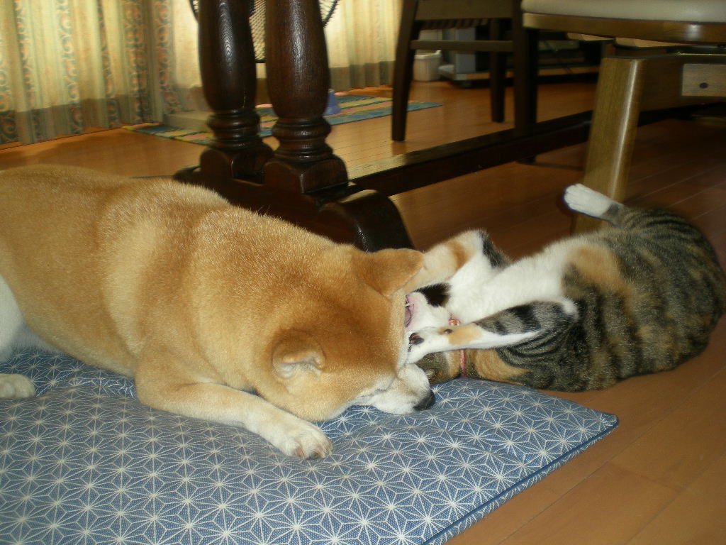 2010年9月21日(火)家事は半々!_f0060461_11424313.jpg