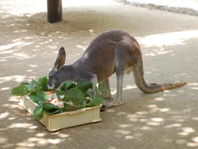 長寿カンガルー「ブティ」をお祝い_e0197164_16212856.jpg