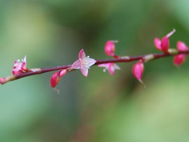 水引 ミズヒキ 新 四季の花 水引 ミズヒキ 新 四季の花