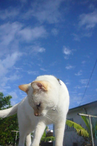 rinya._c0153966_0493491.jpg