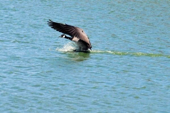 Canada Goose - カナダガン_a0126969_4351884.jpg