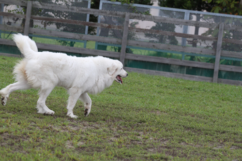 DOG RUN INDY_a0018671_1713945.jpg