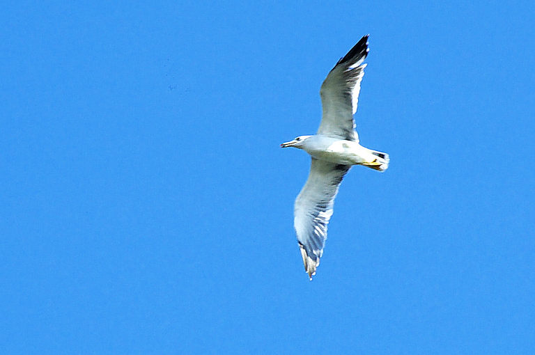 武庫川ポタリング--1--　20100918_a0050572_071196.jpg