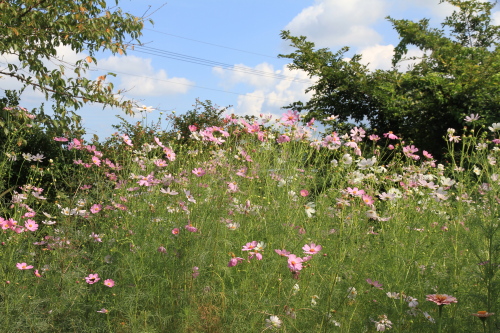 c0184294_14272680.jpg