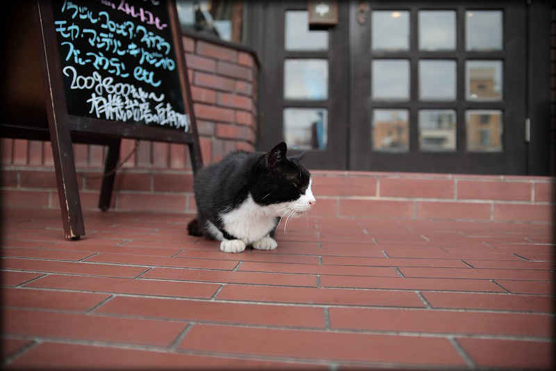 街で出会った猫ちゃん_e0194300_1765487.jpg