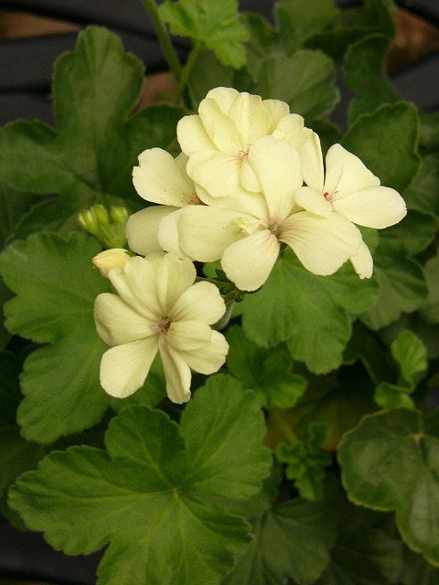 a0123003_2241610.jpg