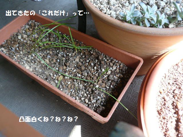 e0094407_12353590.jpg