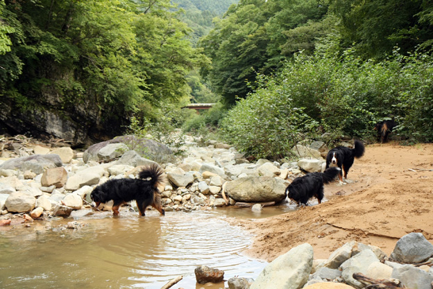 水場に集う熊犬たち_f0137508_17203186.jpg