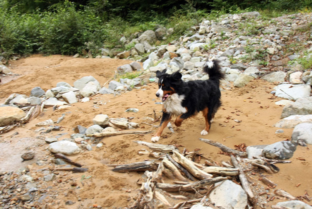 水場に集う熊犬たち_f0137508_17213189.jpg