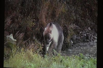 千島列島 国後島で姿が捉えられた白いヒグマ ホッキョクグマとの関連は Polarbearology Conjectaneum