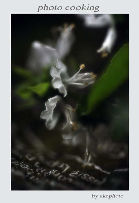 バジルの花_e0127416_1753186.jpg