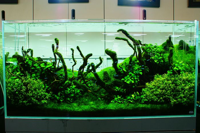 Nature Aquarium Gallery 2010　【3】_c0119618_738353.jpg