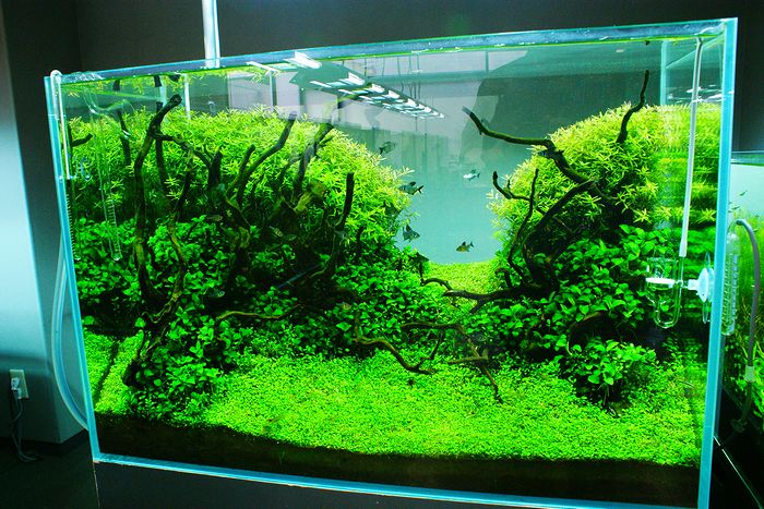 Nature Aquarium Gallery 2010　【3】_c0119618_7385596.jpg