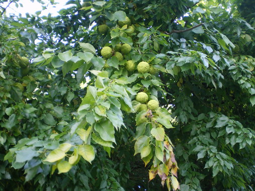 c0124619_7281269.jpg