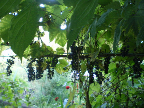 c0124619_89226.jpg