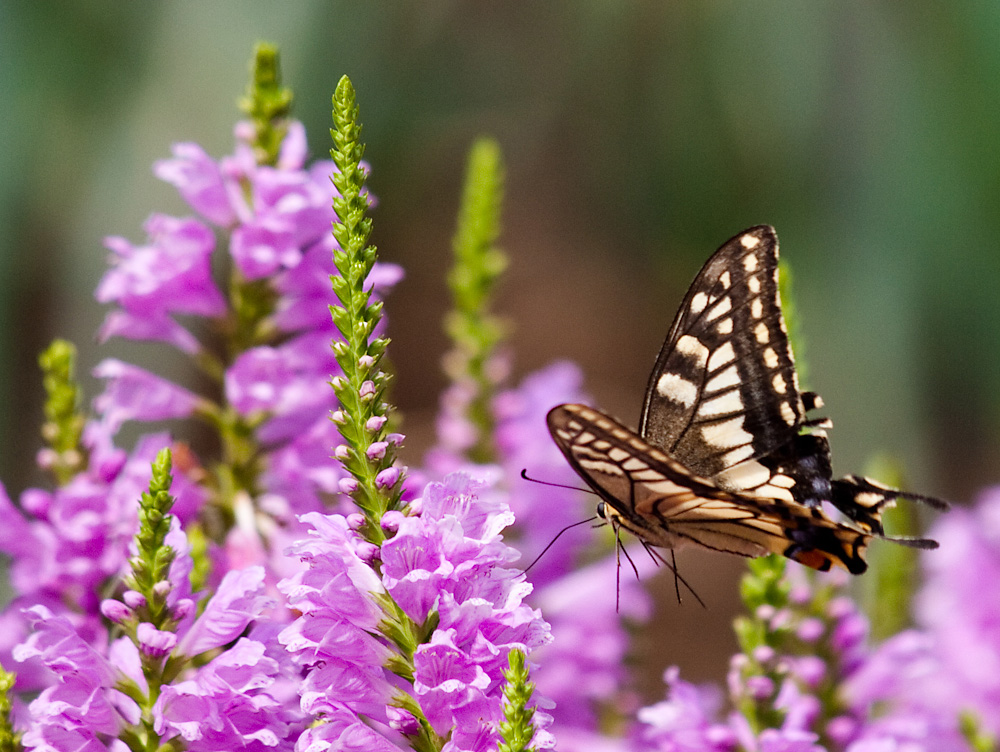 アゲハチョウ（Swallowtail butterfly）_c0197824_1531331.jpg