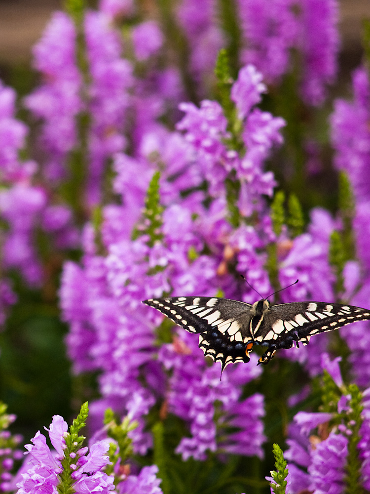 アゲハチョウ（Swallowtail butterfly）_c0197824_1551676.jpg