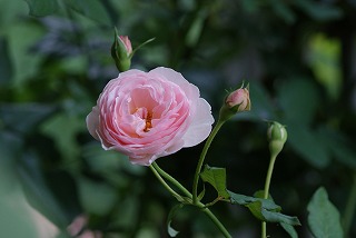 f0170524_115424.jpg