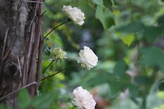 f0170524_11582456.jpg
