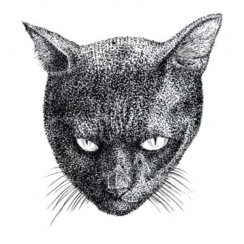 黒猫　01_a0093332_20554995.jpg