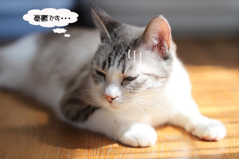 元気復活と手術チーム_e0151545_21712.jpg