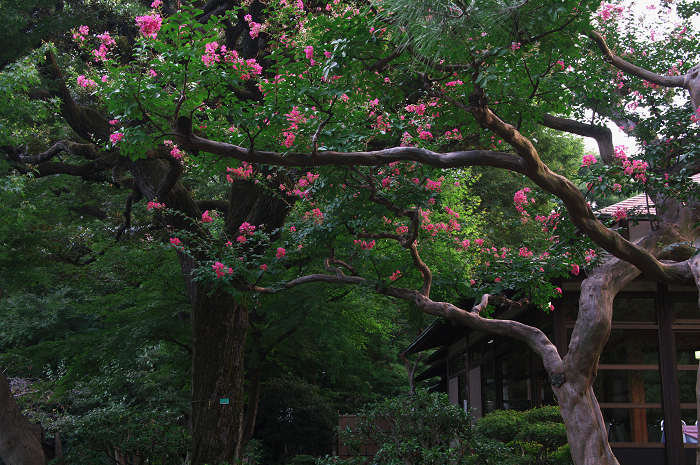 収穫の秋（小石川後楽園）_f0155048_0282763.jpg