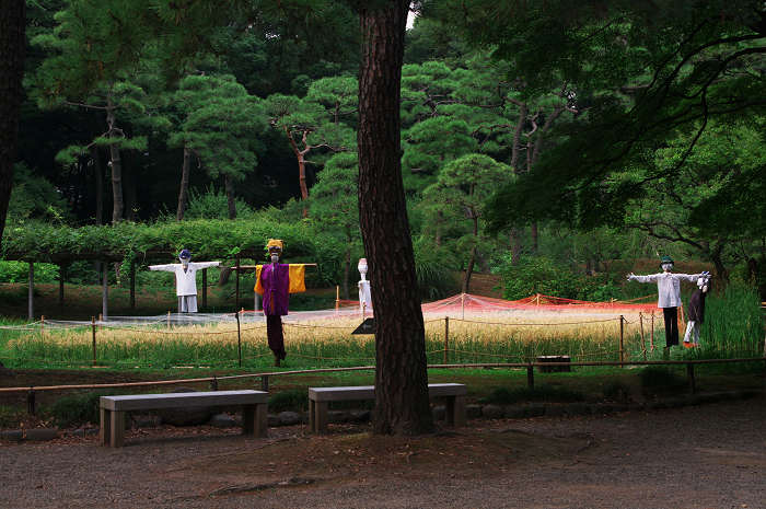収穫の秋（小石川後楽園）_f0155048_029813.jpg