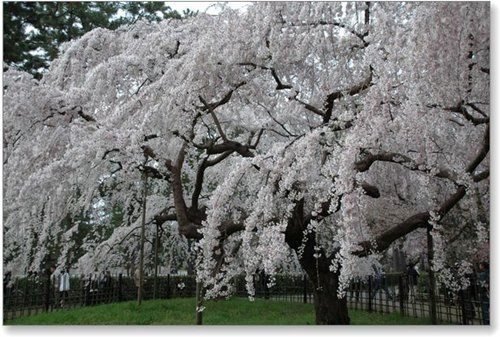 ☆はな☆の　京都御所の桜_d0033551_22454528.jpg