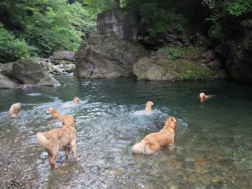 Gol Family 女の子の集い in NASU_e0157858_1193036.jpg