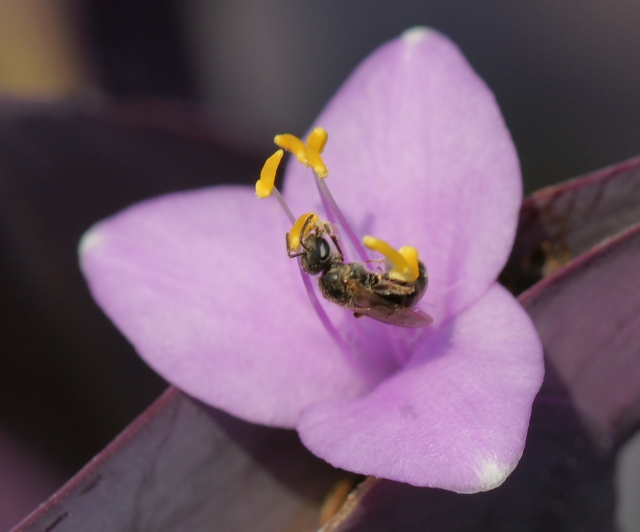 コハナバチとムラサキツユクサの花粉_b0070071_8453038.jpg