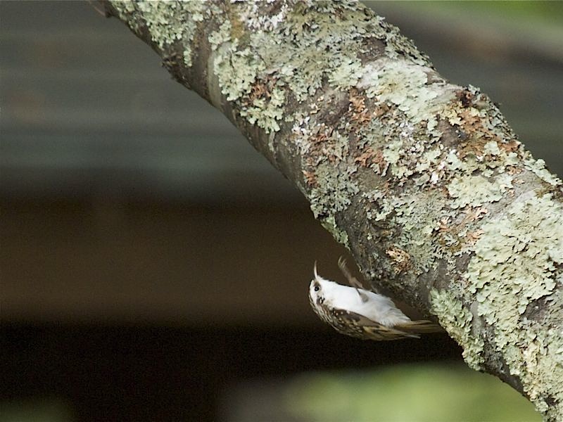 カワセミ、キバシリ_b0162791_1611246.jpg