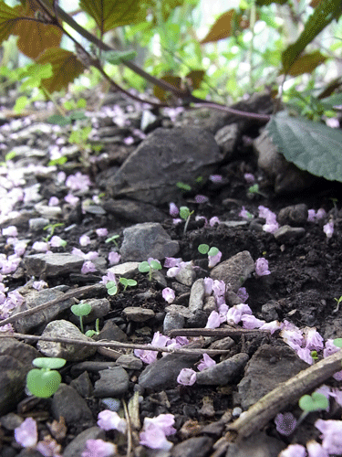 蜜の味_f0236291_942307.gif