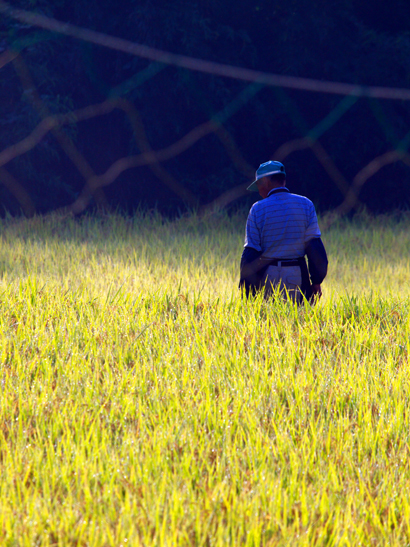 その者青き衣をまといて 金色の野に降り立つべし わんだぁふぉ げる Wandervogel その者青き衣をまといて 金色の野に降り立つべし わんだぁふぉ げる Wandervogel