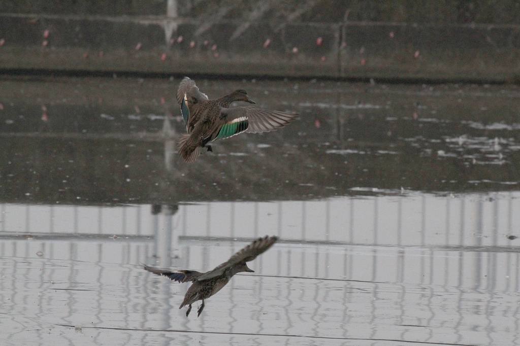 冬鳥コガモが入りました/何方か田圃を買いませんか_b0024798_5242756.jpg