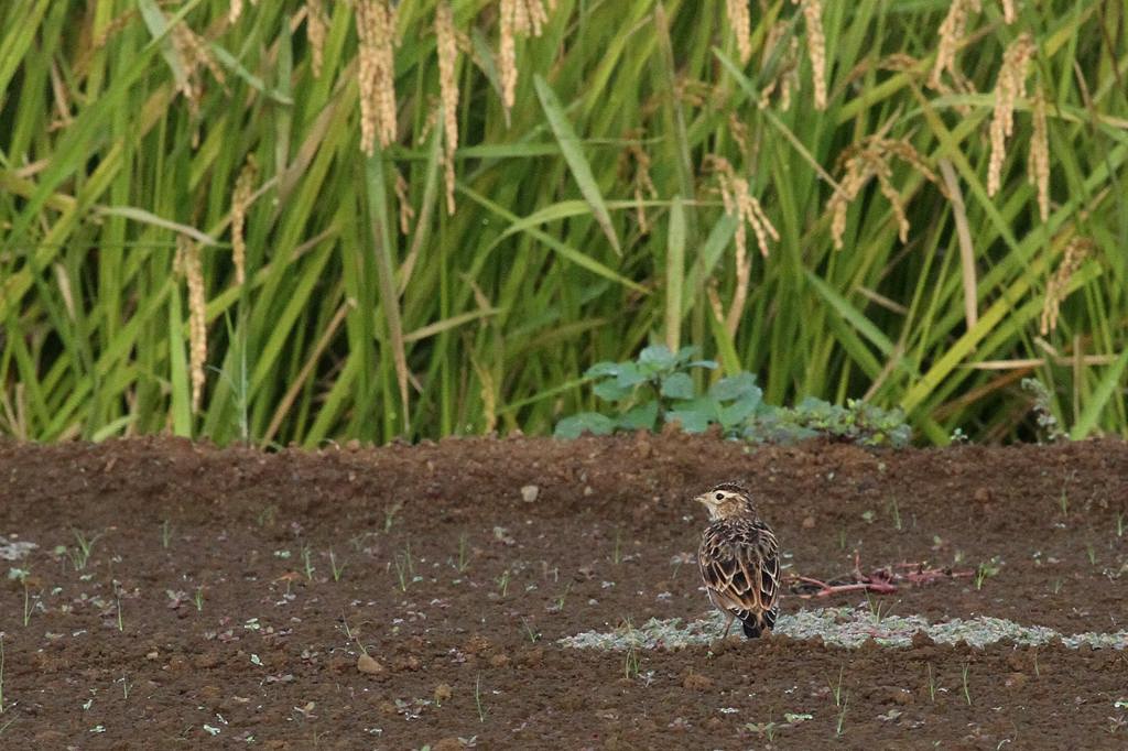 冬鳥コガモが入りました/何方か田圃を買いませんか_b0024798_5245568.jpg