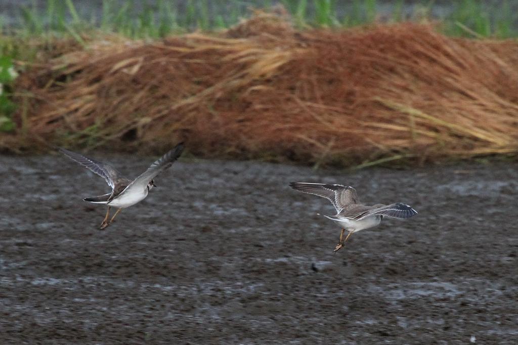 冬鳥コガモが入りました/何方か田圃を買いませんか_b0024798_52571.jpg
