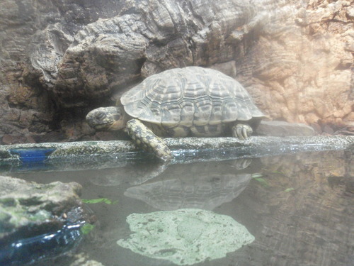 鳥羽水族館に行ってきました。_e0006700_17562192.jpg