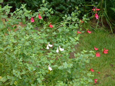 a0123003_20391740.jpg