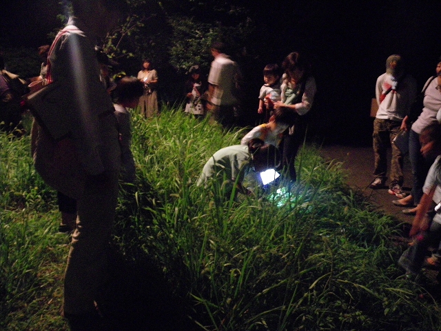 鳴く虫観察会_b0049307_174167.jpg