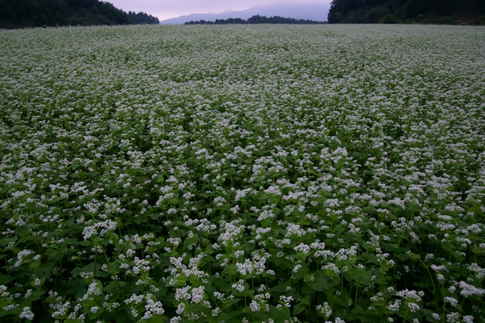 桜井市笠の蕎麦畑_e0177413_21583585.jpg