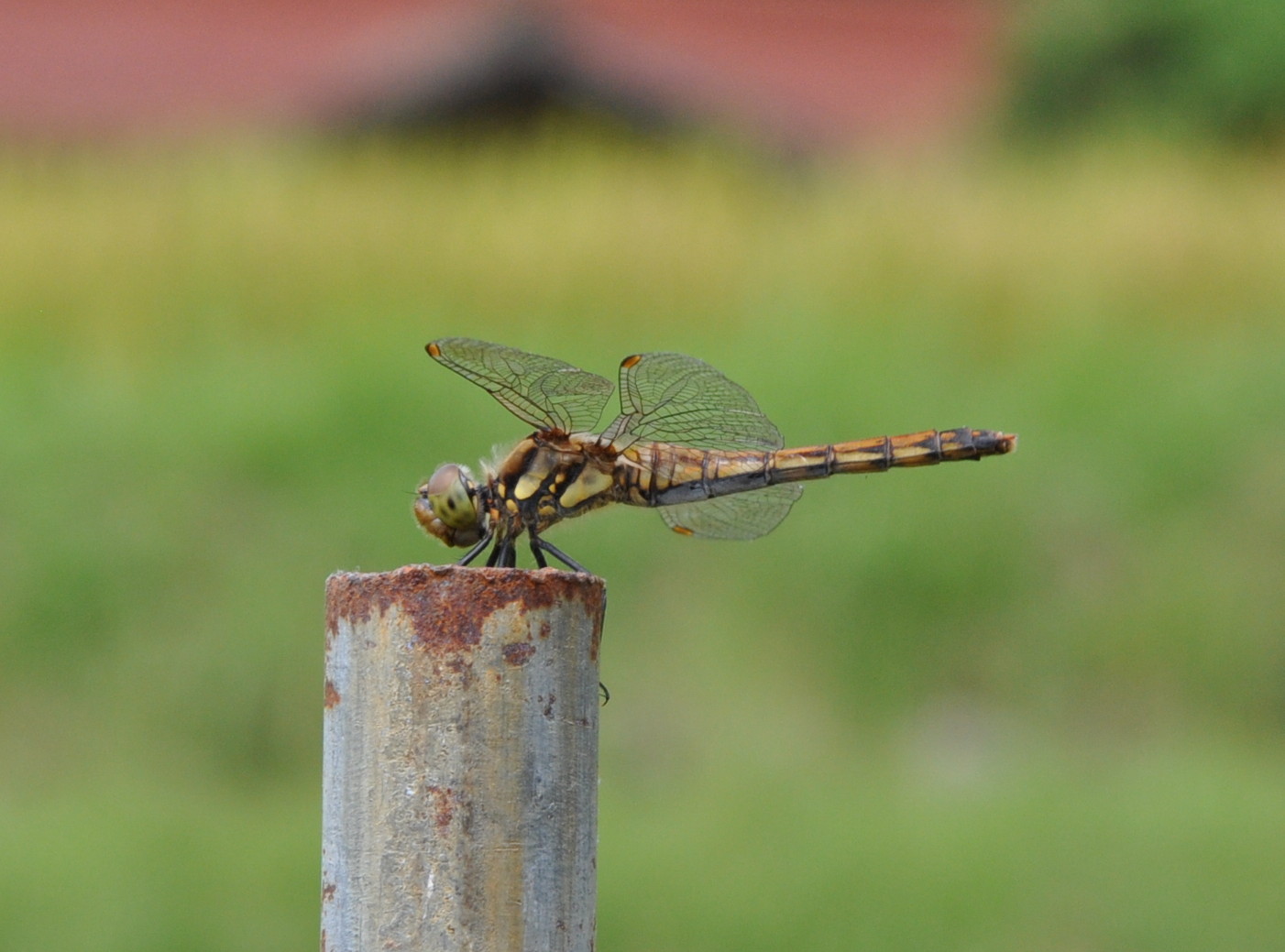 アキアカネとウスバキトンボ 東浦 自然環境学習の森 ごろちんの森 応援ブログ