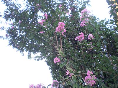 c0067324_1052619.jpg