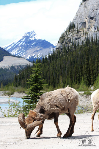 064 Icefields Parkway ~素晴らしい角~_c0211532_13333578.jpg