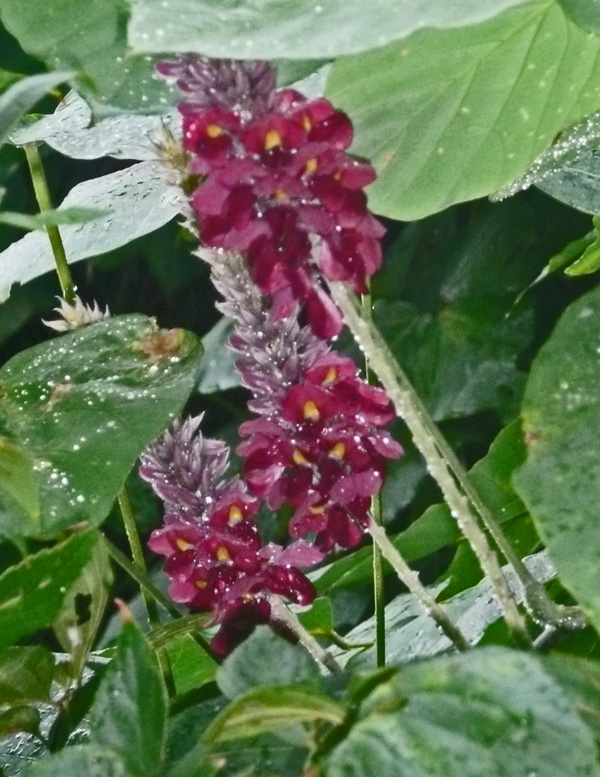 猛暑に負けないクズの花 あとりえ井戸吉