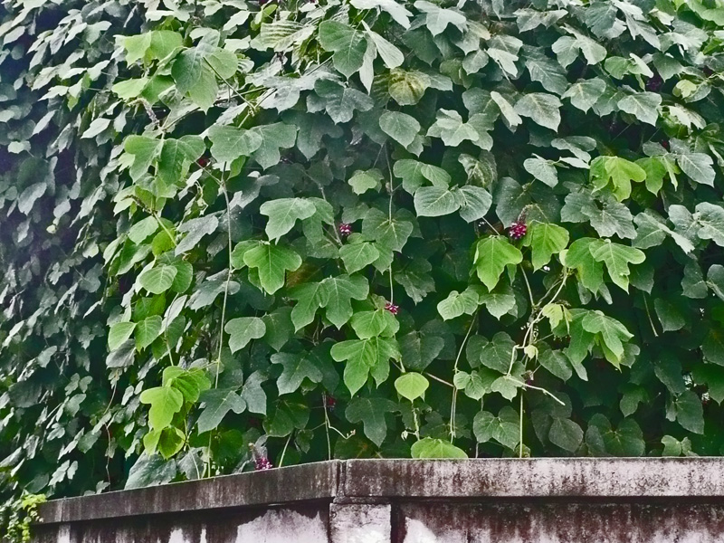 猛暑に負けないクズの花 あとりえ井戸吉