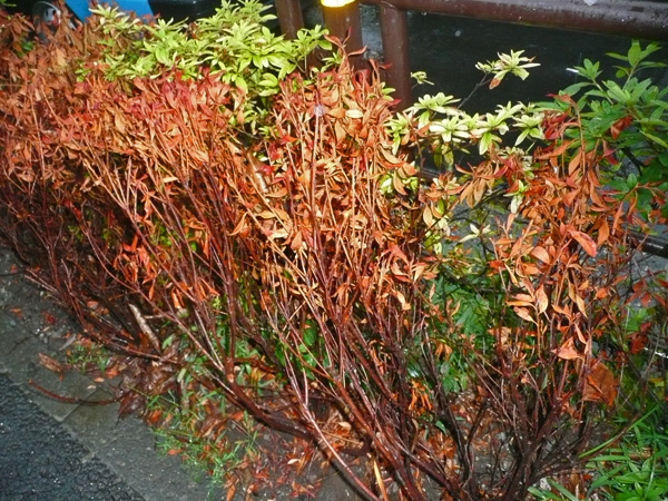 猛暑に負けないクズの花 あとりえ井戸吉